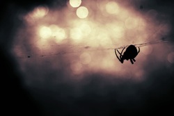 animal-silhouette-bokeh-insect